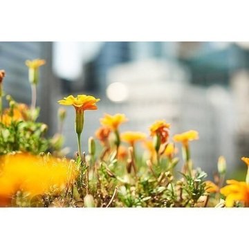 Samyang 35mm f/1.2 ED AS UMC CS MFT Lens