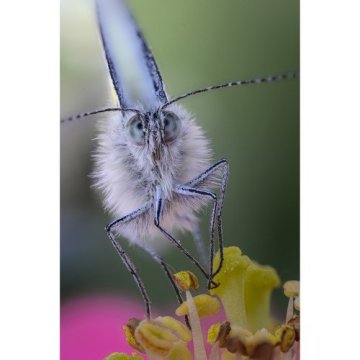 Laowa 100mm f/2.8 2X Ultra Macro APO Canon EF Uyumlu Lens